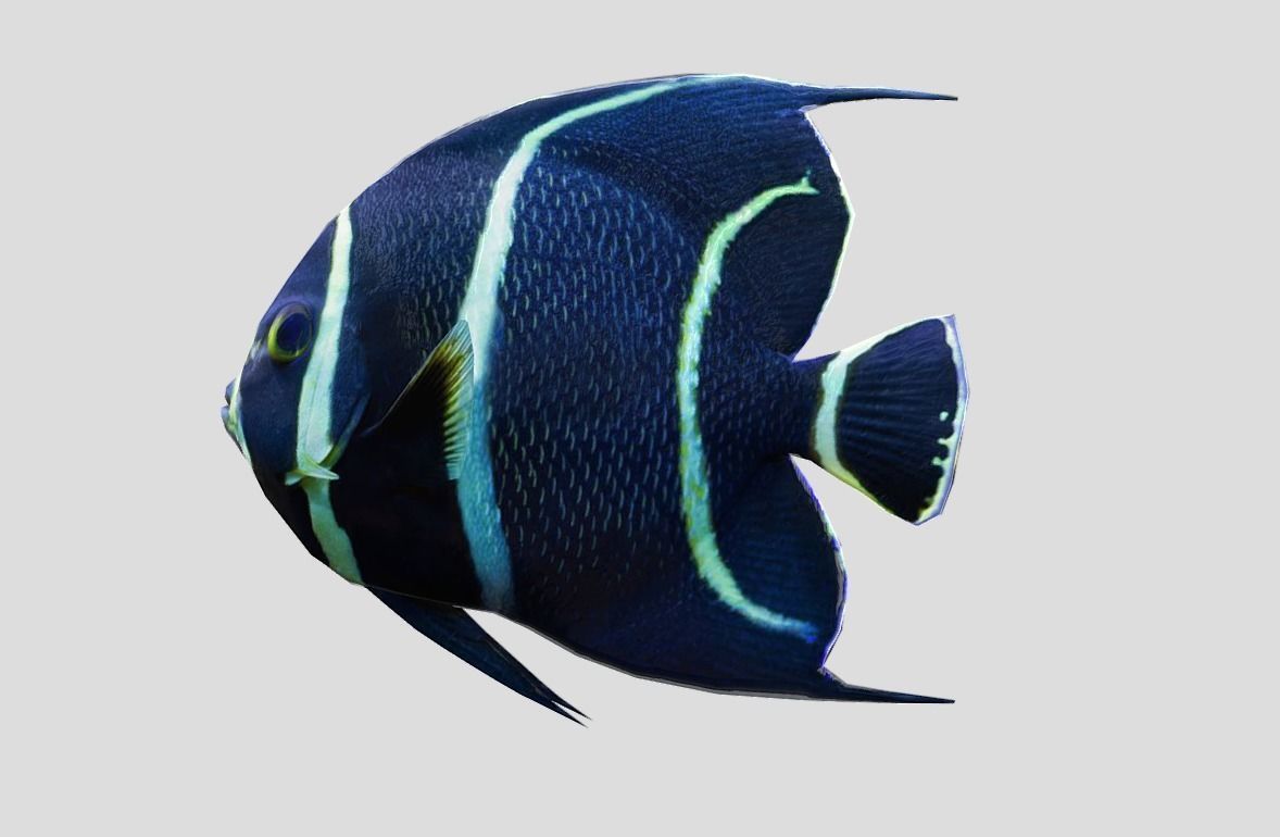 French Angelfish Realistic Animated Low-poly 3D model_6