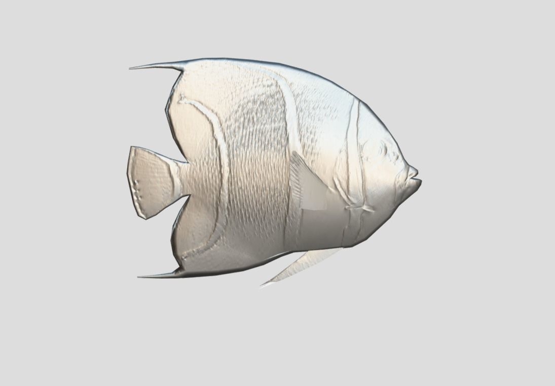 French Angelfish Realistic Animated Low-poly 3D model_3