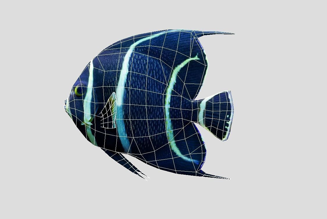 French Angelfish Realistic Animated Low-poly 3D model_2