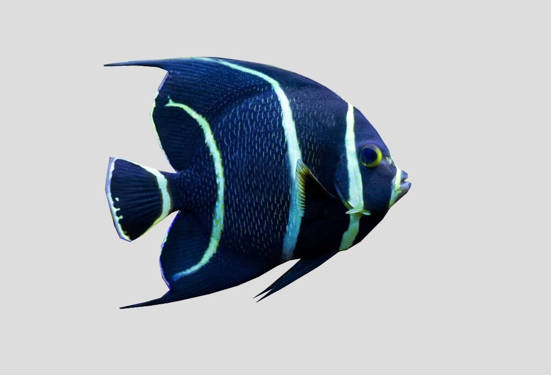 French Angelfish Realistic Animated Low-poly 3D model_7