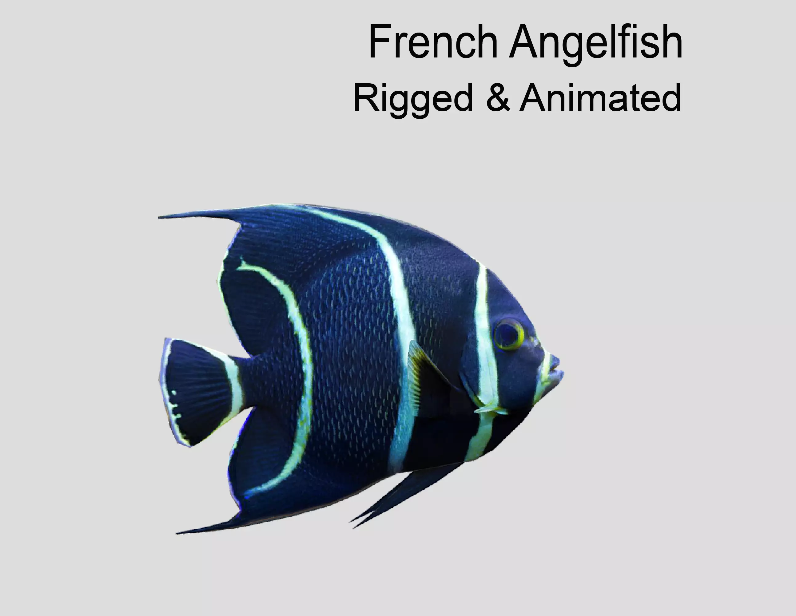 French Angelfish Realistic Animated Low-poly 3D model_0