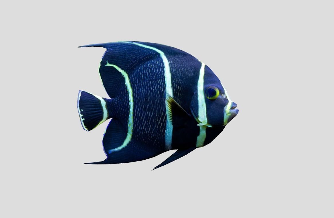 French Angelfish Realistic Animated Low-poly 3D model_9