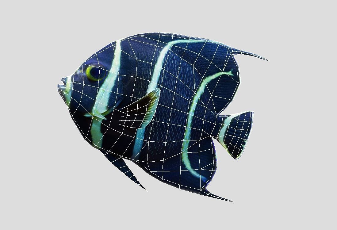 French Angelfish Realistic Animated Low-poly 3D model_5