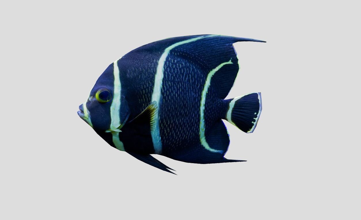 French Angelfish Realistic Animated Low-poly 3D model_10
