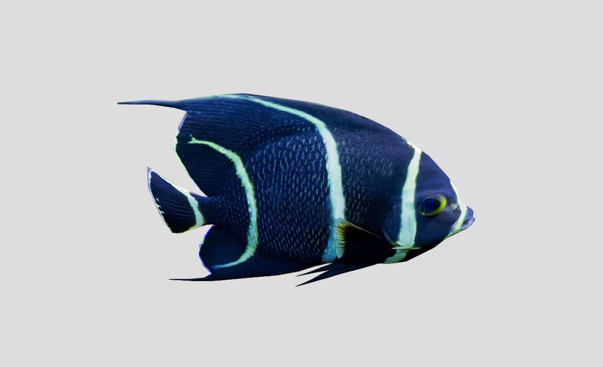 French Angelfish Realistic Animated Low-poly 3D model_11