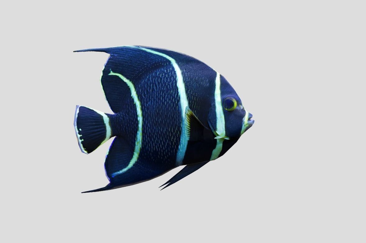 French Angelfish Realistic Animated Low-poly 3D model_4