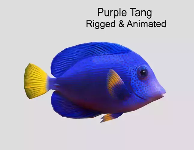 Purple Tang Realistic Animated Low-poly 3D model