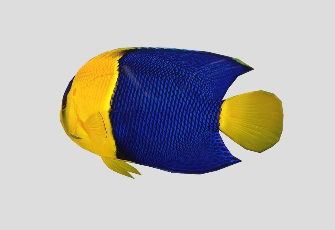 Bicolor Angelfish Realistic Animated Low-poly 3D model_5