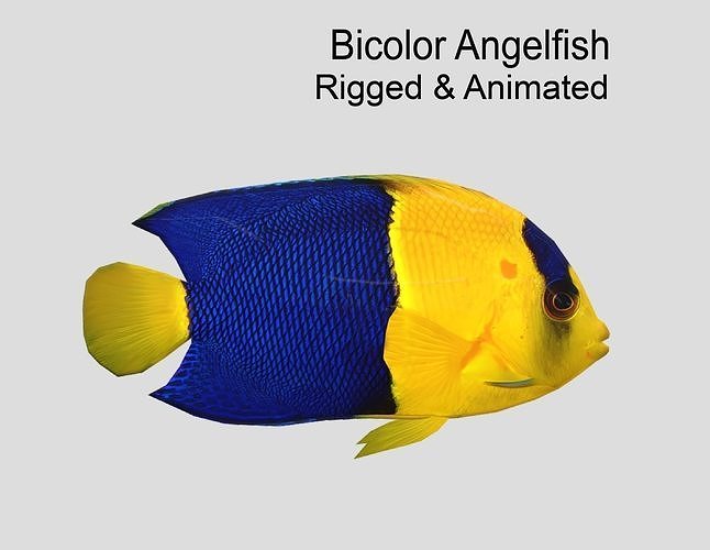 Bicolor Angelfish Realistic Animated Low-poly 3D model
