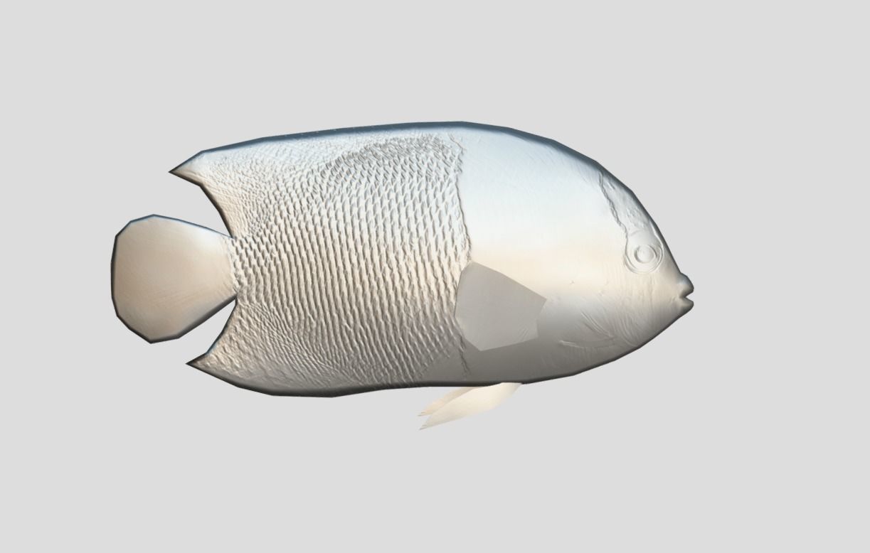 Bicolor Angelfish Realistic Animated Low-poly 3D model_4