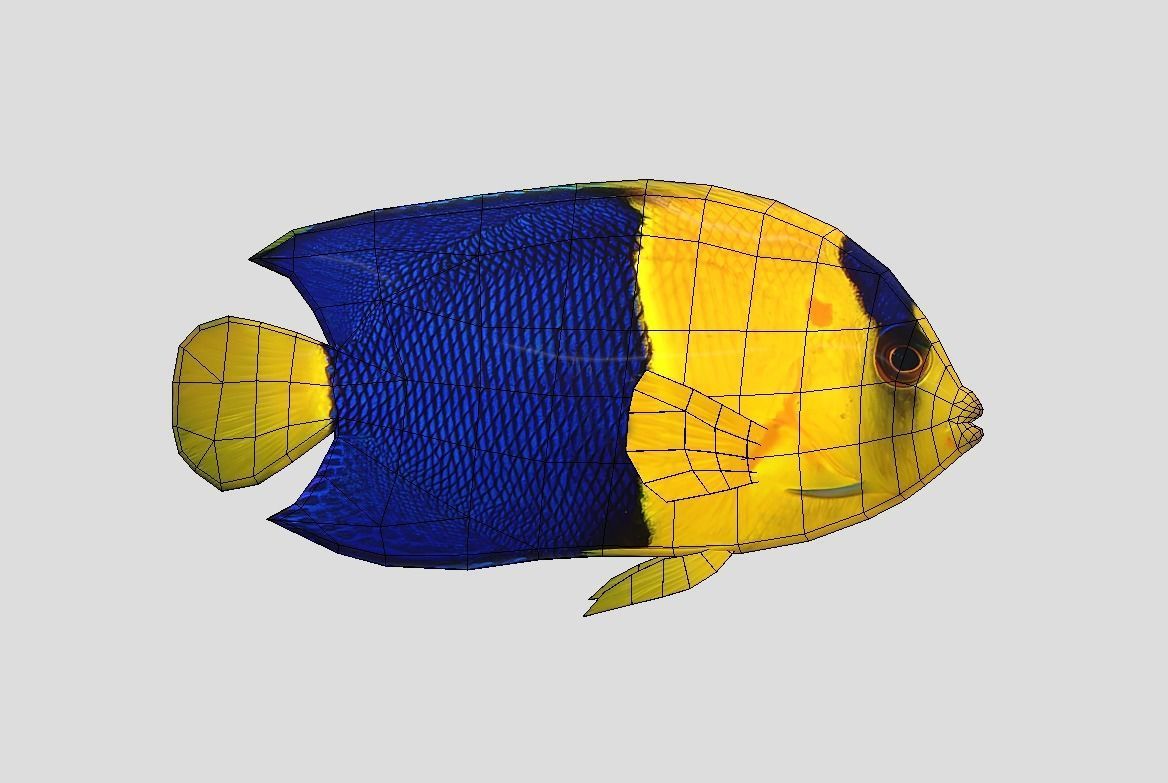 Bicolor Angelfish Realistic Animated Low-poly 3D model_3