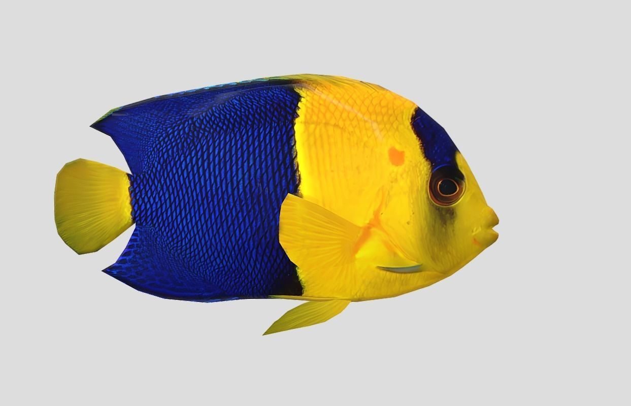 Bicolor Angelfish Realistic Animated Low-poly 3D model_9