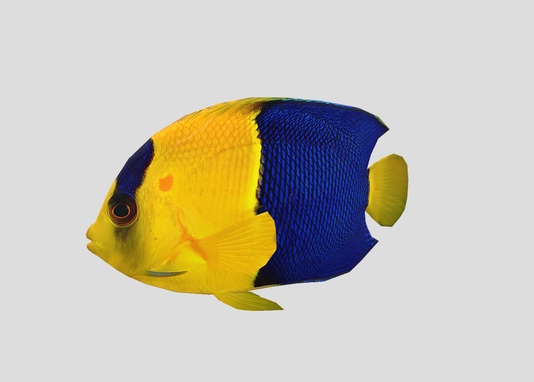 Bicolor Angelfish Realistic Animated Low-poly 3D model_2