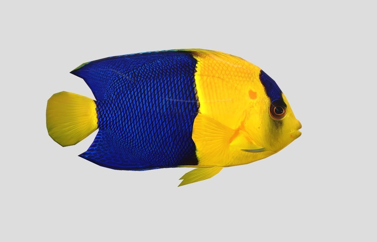 Bicolor Angelfish Realistic Animated Low-poly 3D model_7