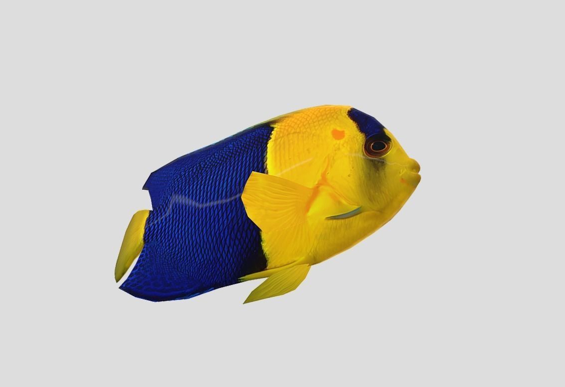 Bicolor Angelfish Realistic Animated Low-poly 3D model_6