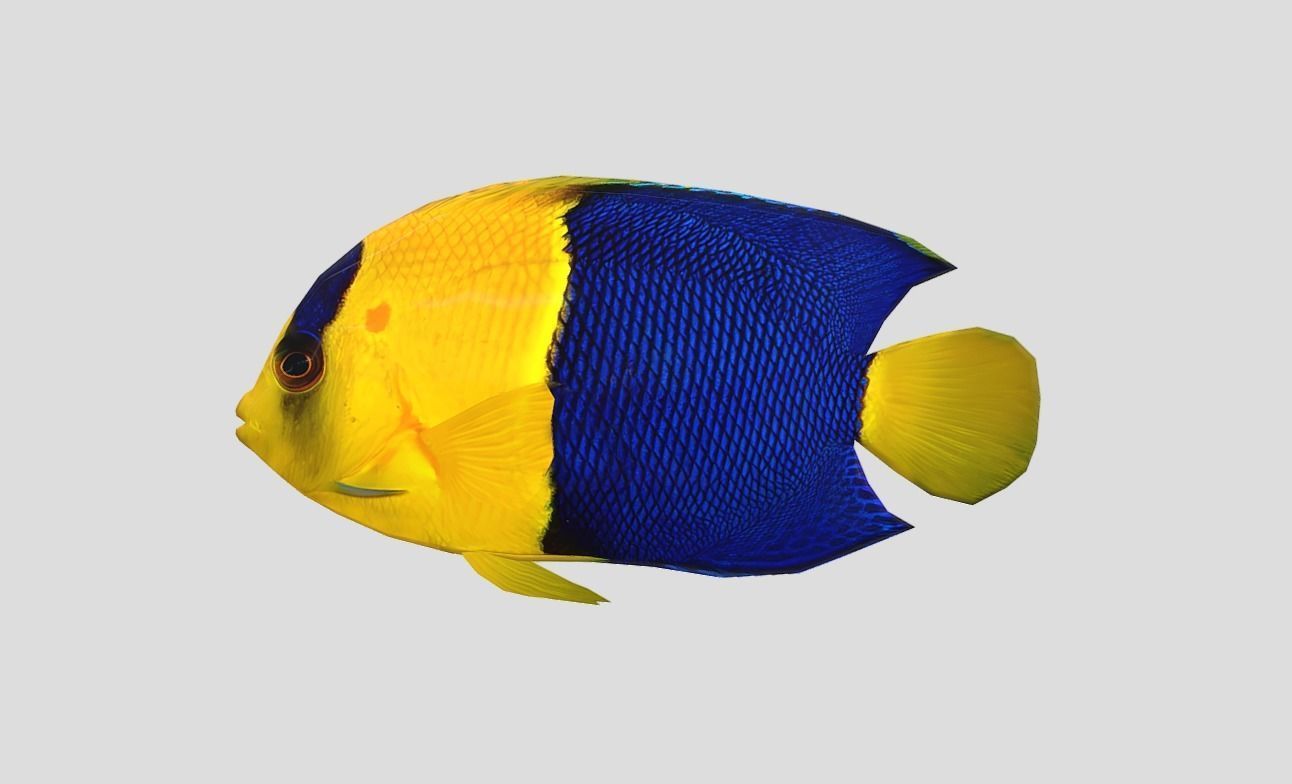 Bicolor Angelfish Realistic Animated Low-poly 3D model_10