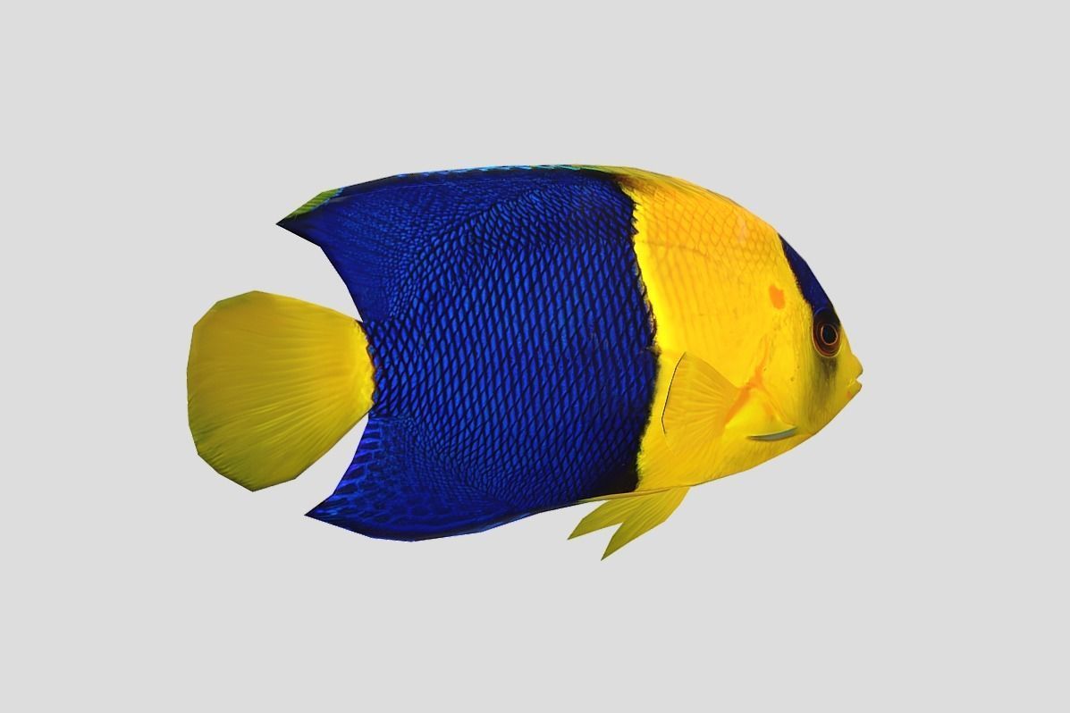 Bicolor Angelfish Realistic Animated Low-poly 3D model_8