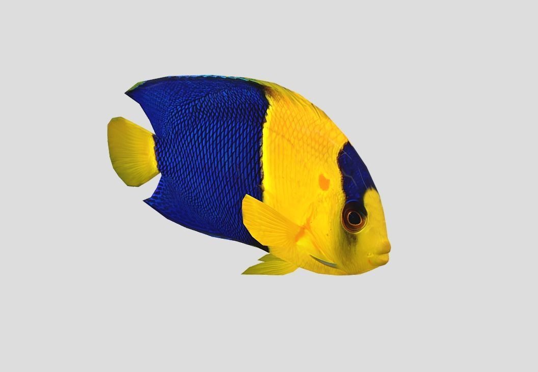 Bicolor Angelfish Realistic Animated Low-poly 3D model_11