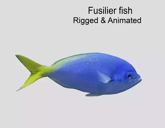 Fusilier fish Realistic Animated