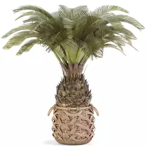 Sago Palm Tree Set -18 3D model