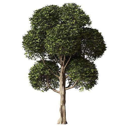 Round Leaves Broadleaf Tree 3D model