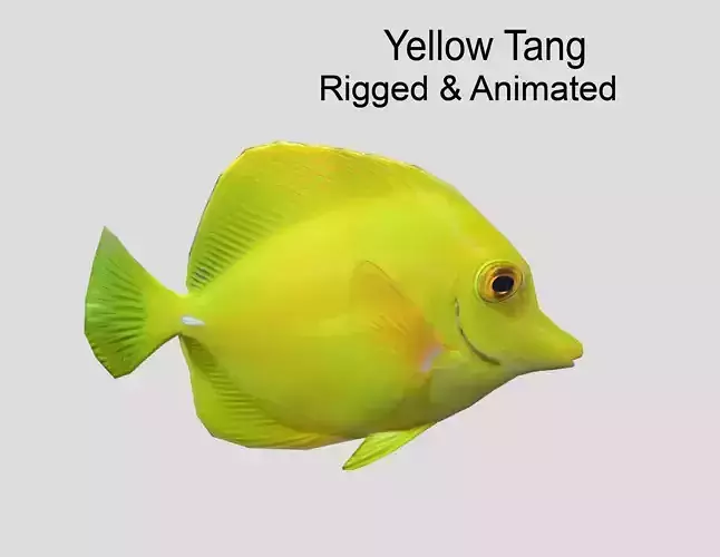 yellow tang Realistic Animated