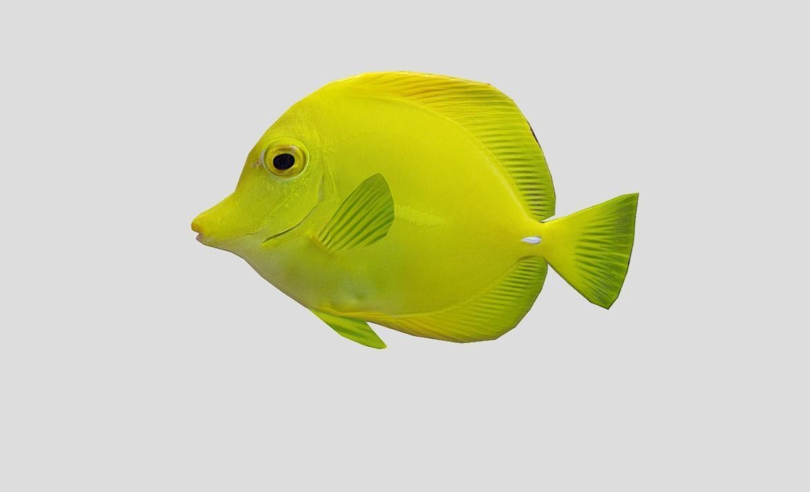 Yellow Tang 2 Realistic Animated Low-poly 3D model_5