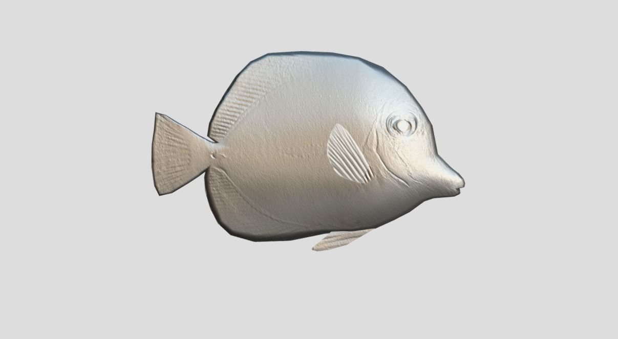 Yellow Tang 2 Realistic Animated Low-poly 3D model_3