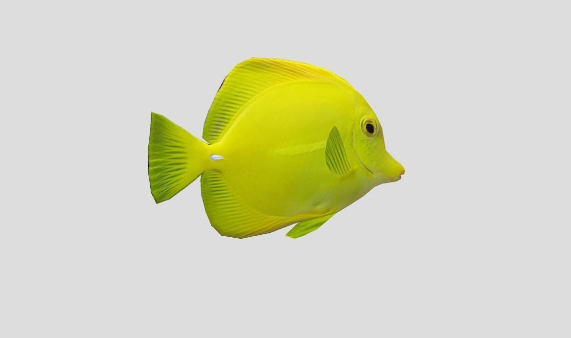 Yellow Tang 2 Realistic Animated Low-poly 3D model_7