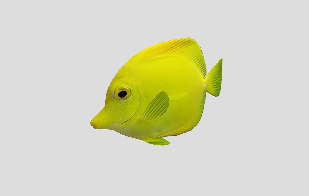 Yellow Tang 2 Realistic Animated Low-poly 3D model_9