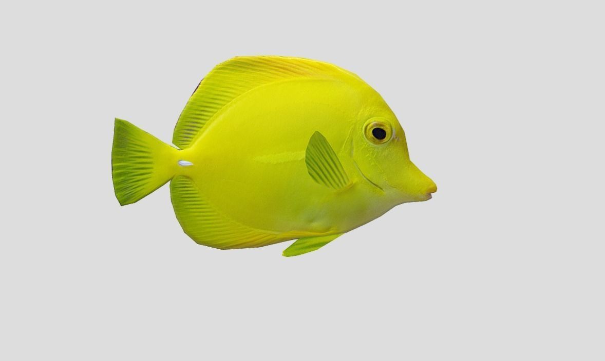 Yellow Tang 2 Realistic Animated Low-poly 3D model_11