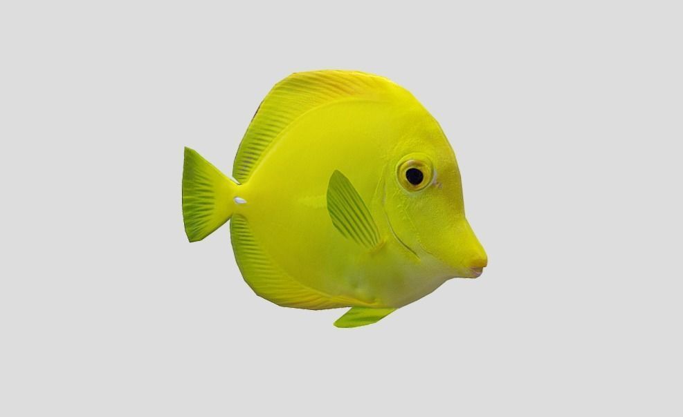 Yellow Tang 2 Realistic Animated Low-poly 3D model_10