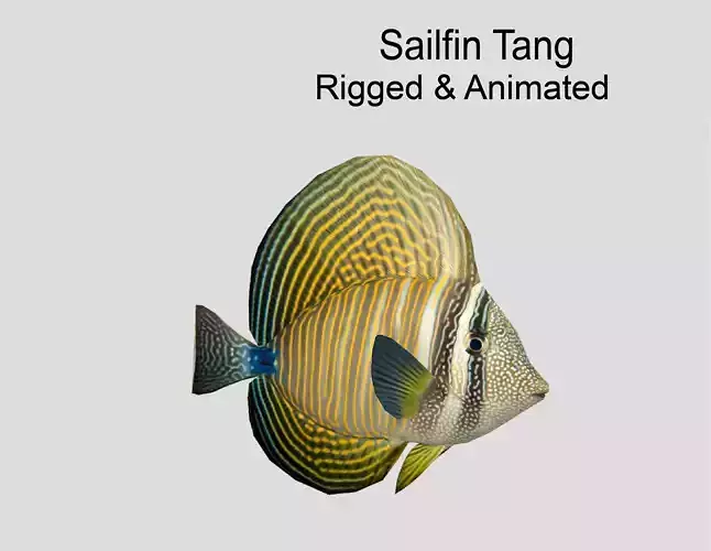 Sailfin Tang Realistic Animated Low-poly 3D model