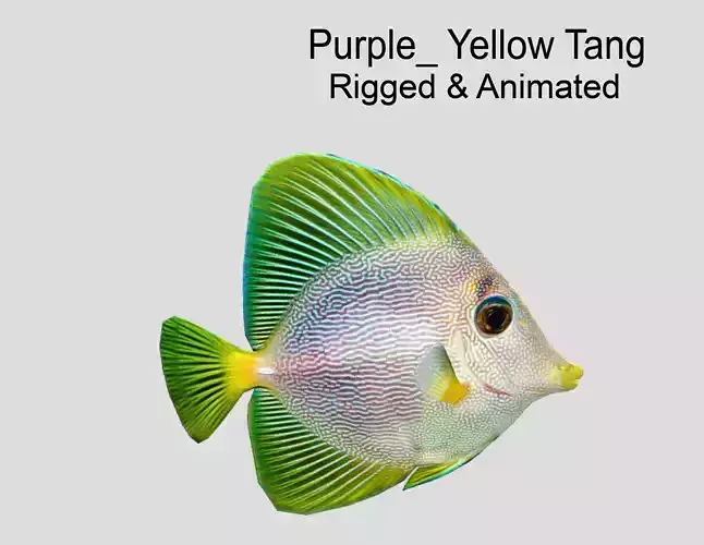 Purple Yellow Tang Realistic Animated Low-poly 3D model