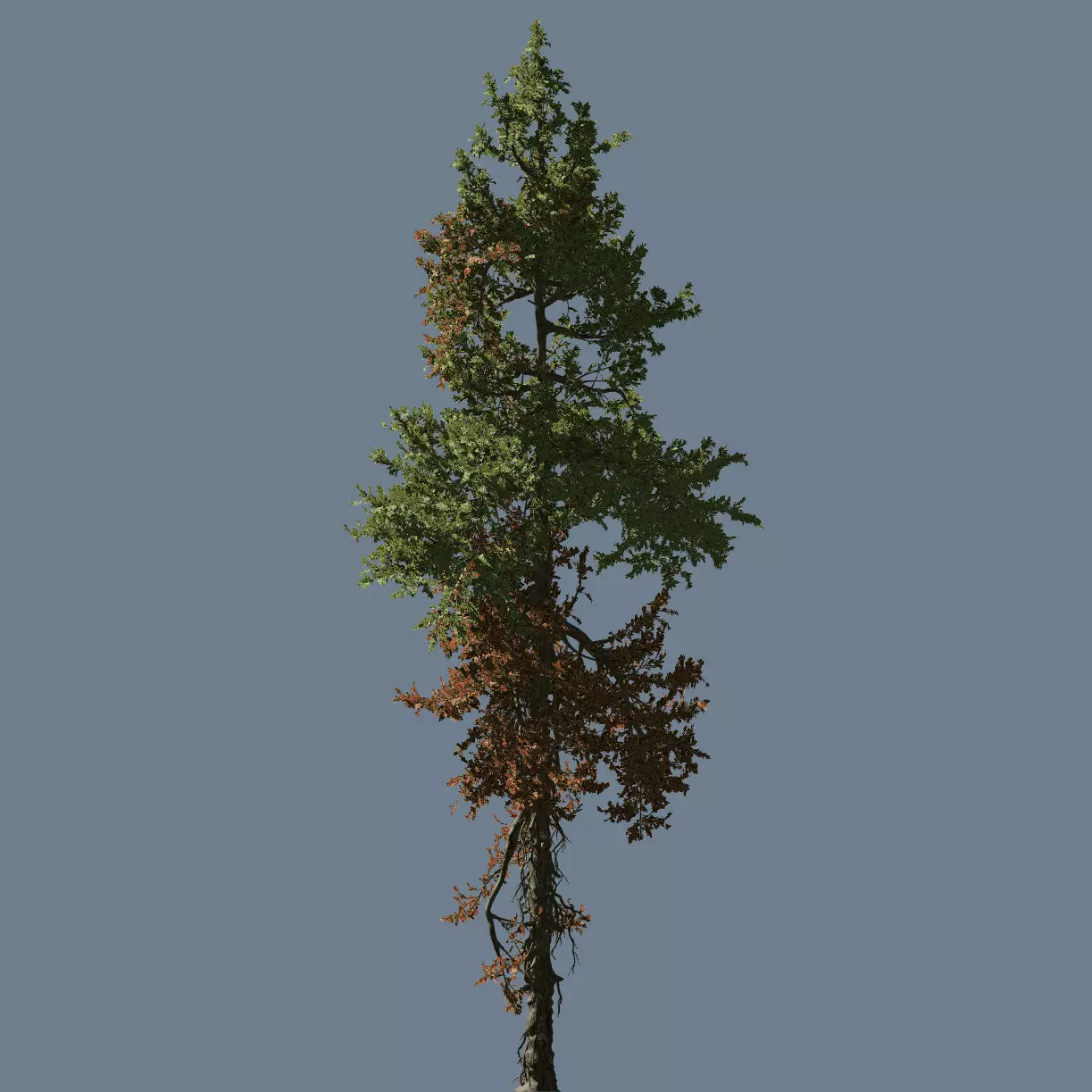 High quality Fir tree 06 3D model
