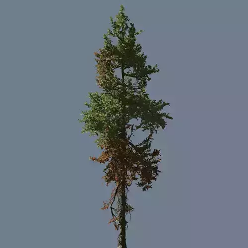 High quality Fir tree 06 3D model