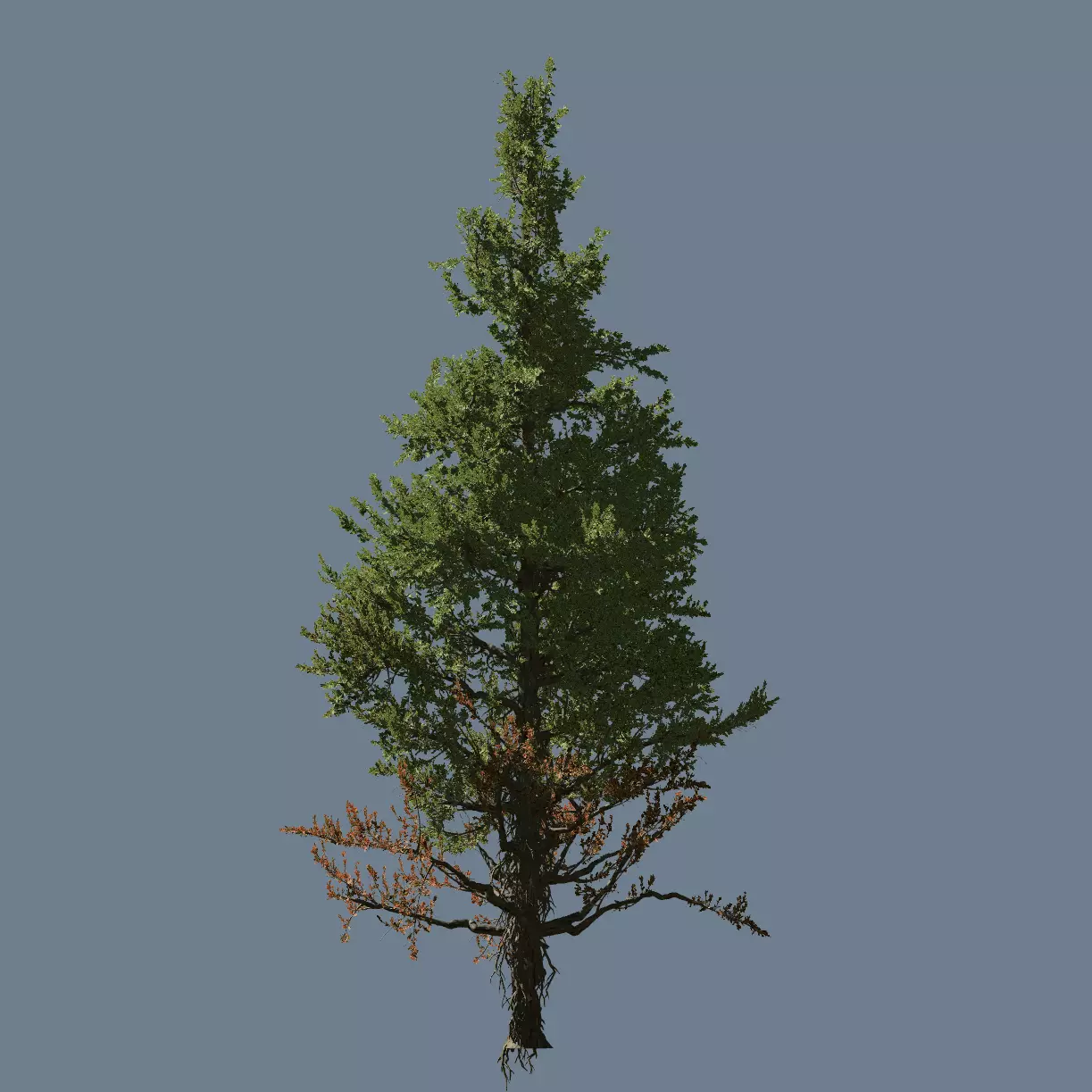 High quality Fir tree 07 3D model