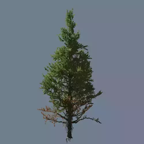 High quality Fir tree 07 3D model