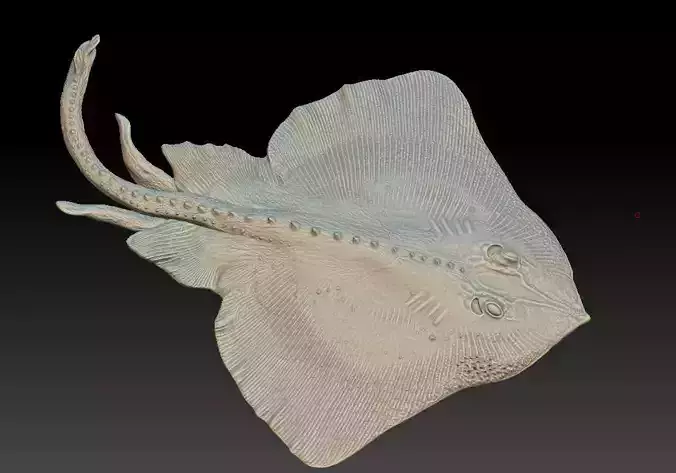 Ray fish deepsea Skate Bathyraja 3D print model