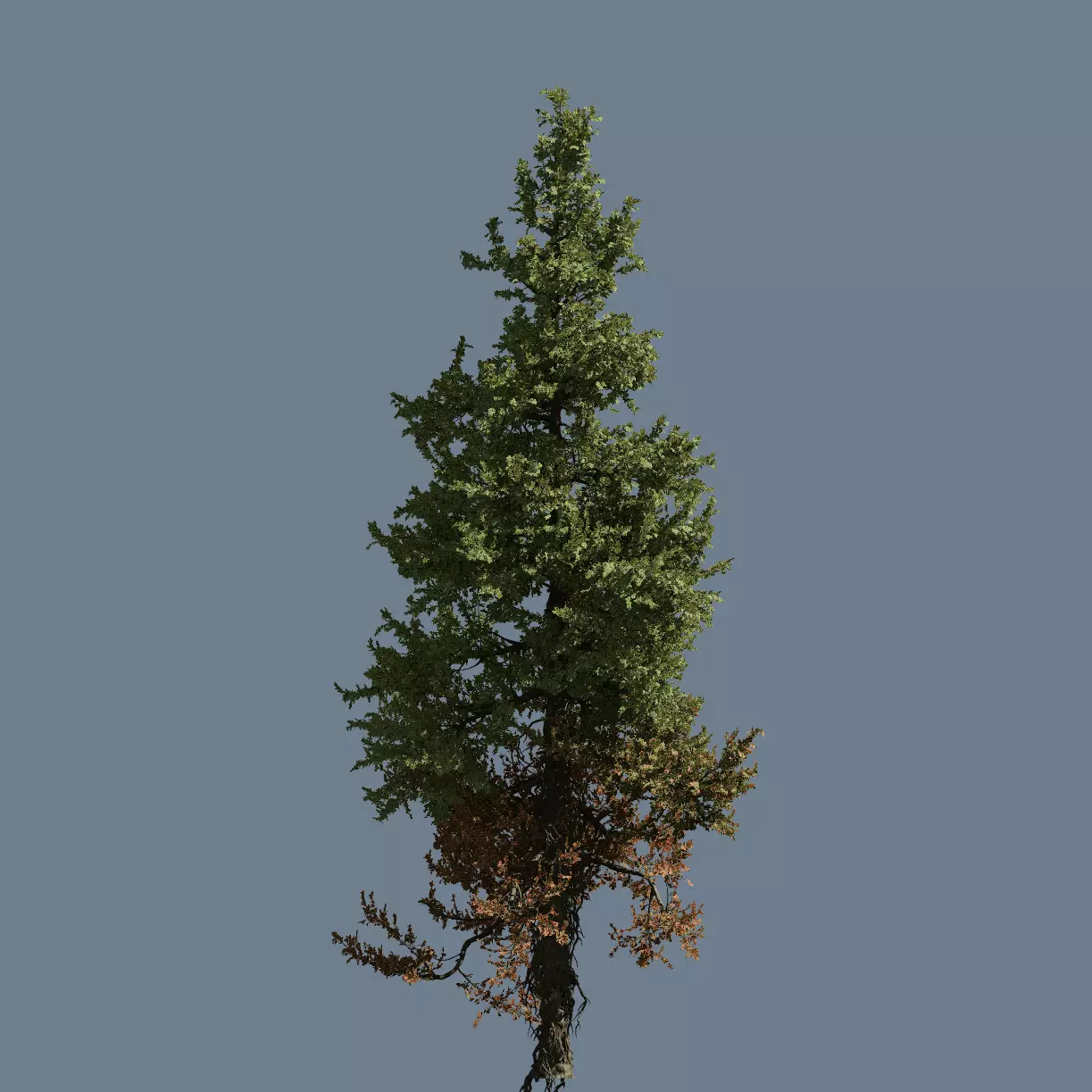 High quality Fir tree 08 3D model