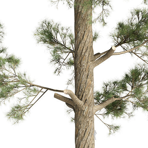 Pine trees collection vol 234 3D model 2