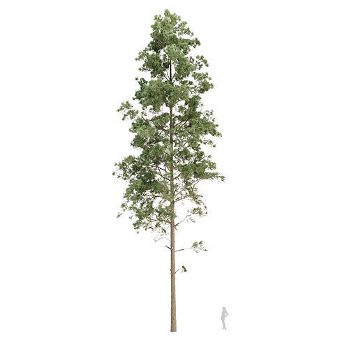 Pine trees collection vol 234 3D model 5