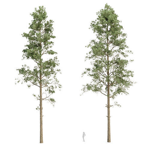 Pine trees collection vol 234 3D model 4