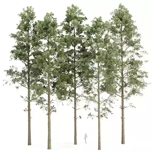 Pine trees collection vol 234 3D model
