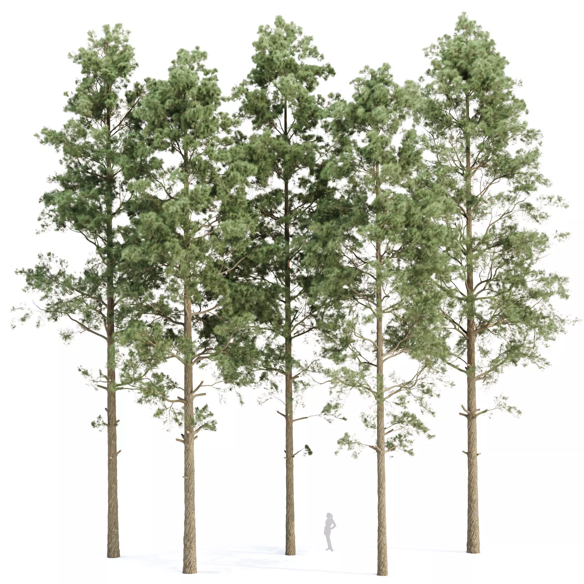Pine trees collection vol 234 3D model