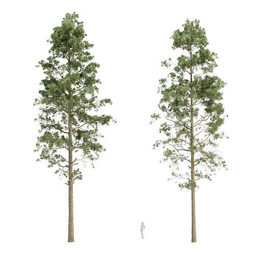 Pine trees collection vol 234 3D model 3