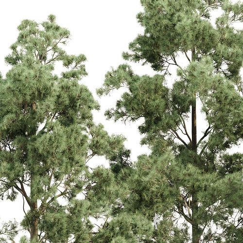Pine trees collection vol 234 3D model 6