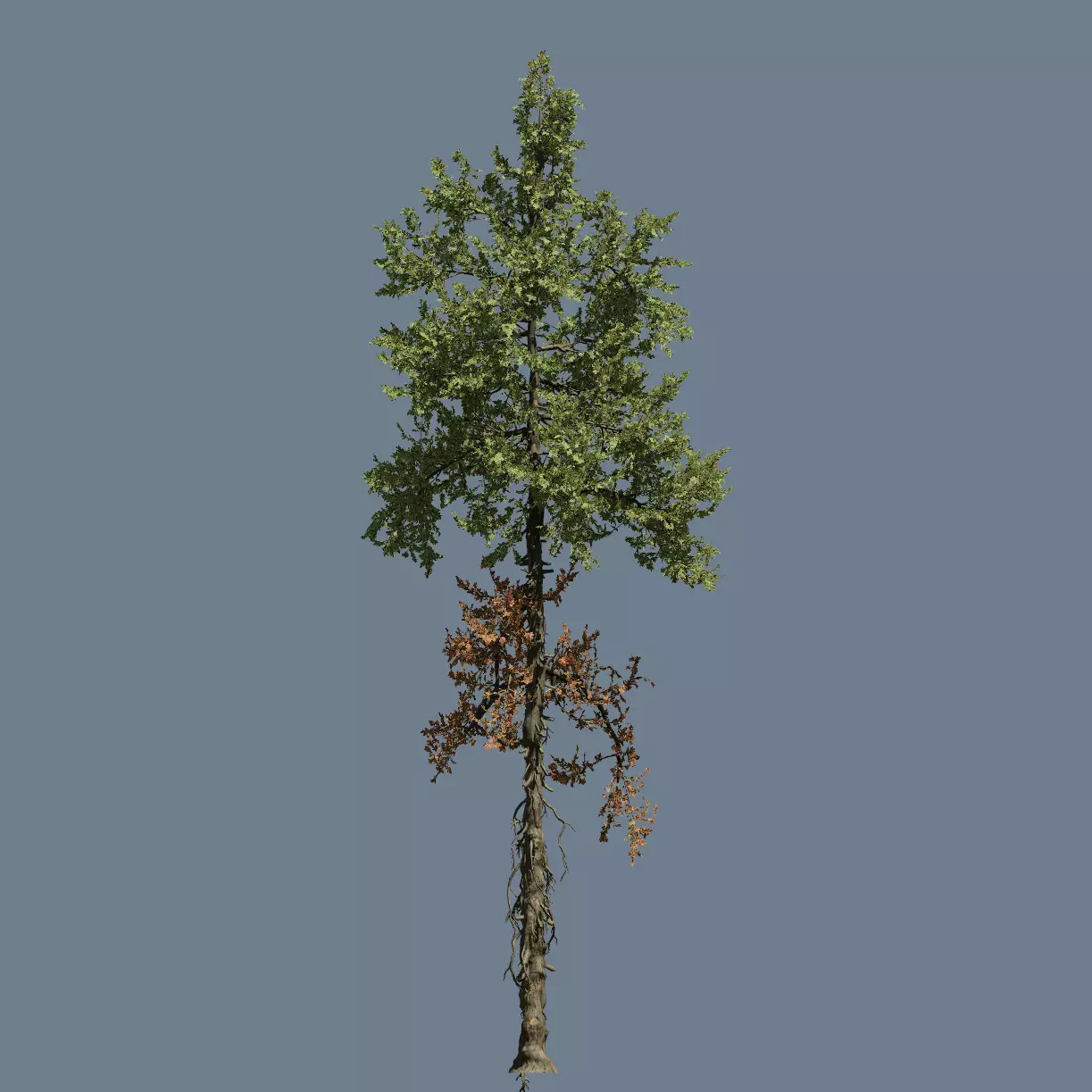 High quality Fir tree 09 3D model