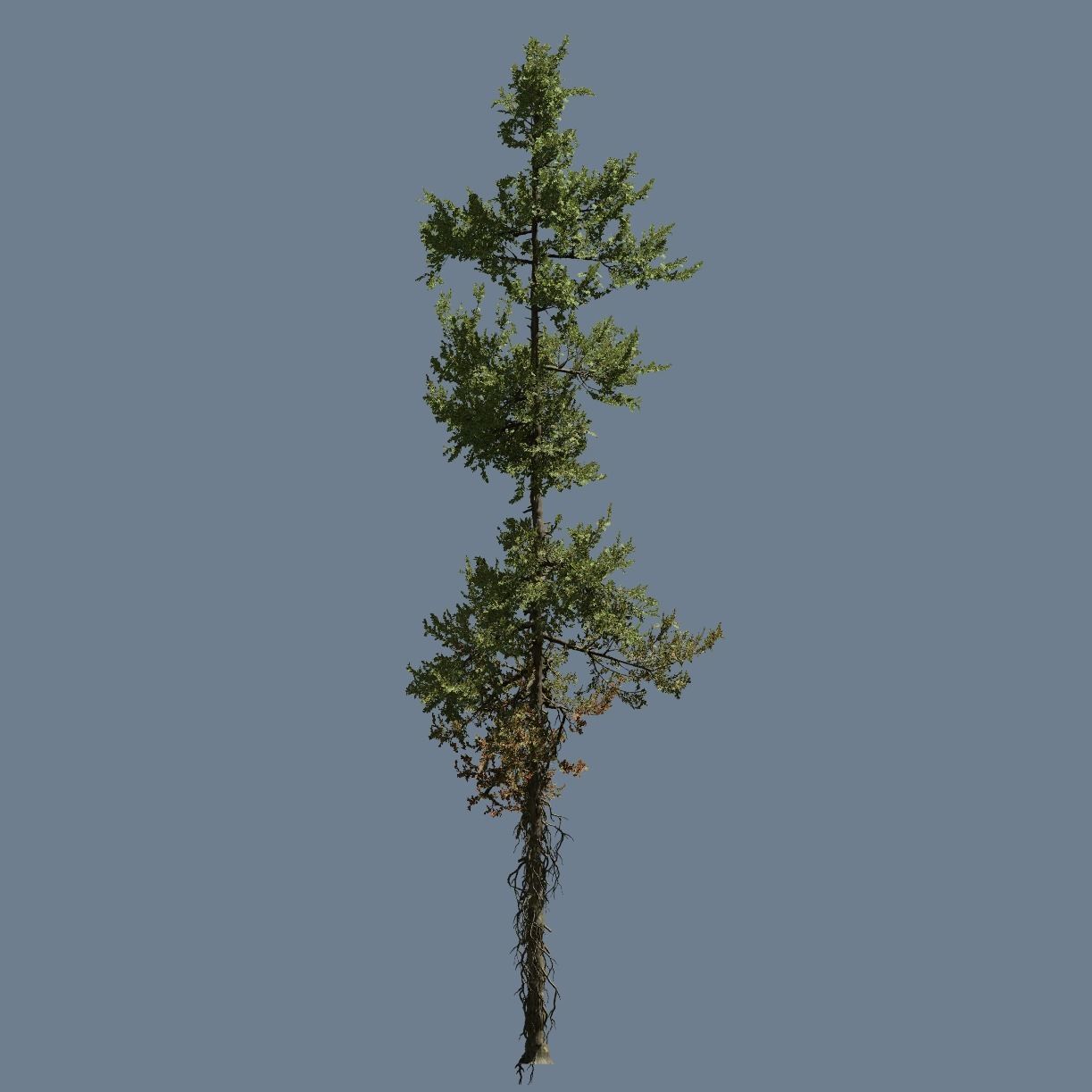 High quality Fir tree 10 3D model_1