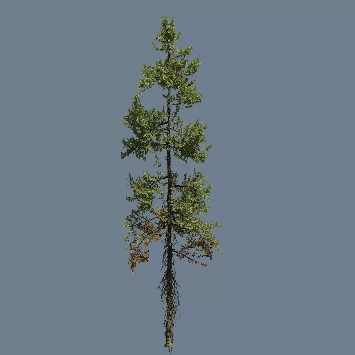 High quality Fir tree 10 3D model_0